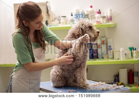 Groomer is cutting a dog hair in hair service 