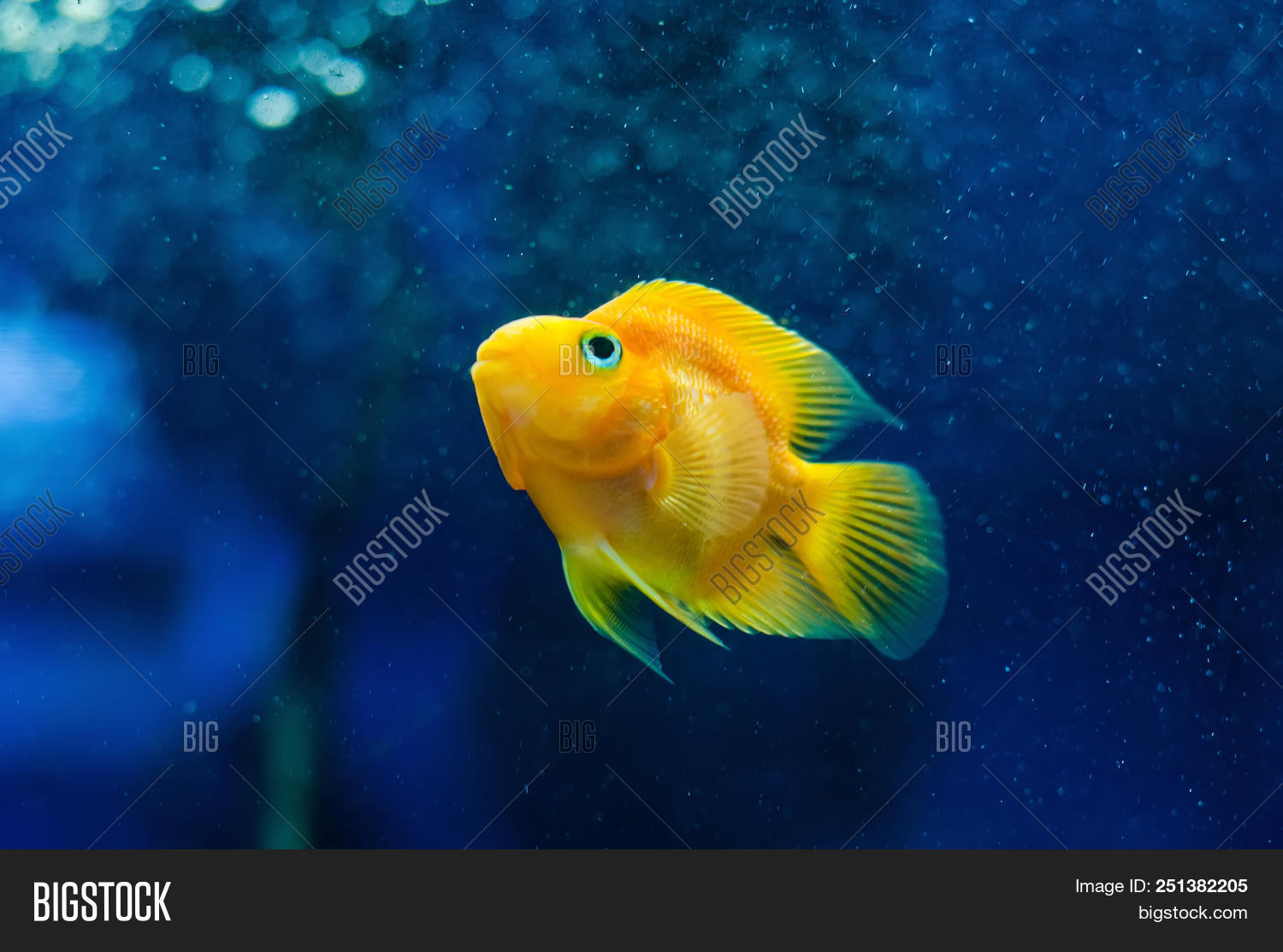 beautiful goldfish aquarium