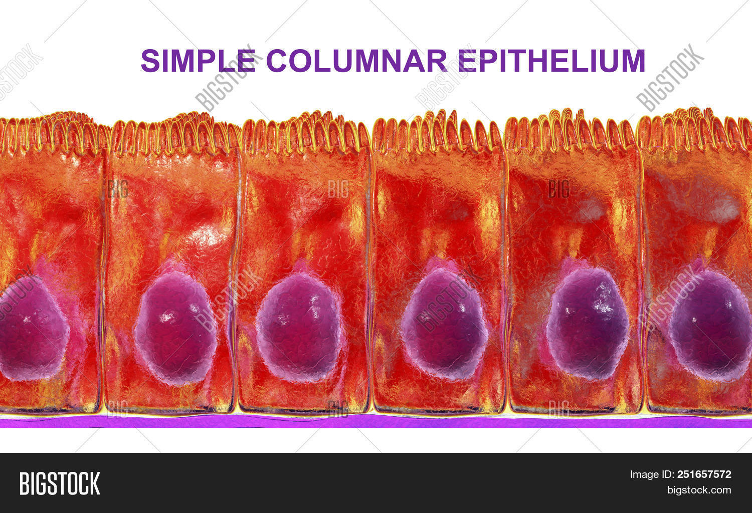 Simple Columnar Image & Photo (Free Trial) | Bigstock