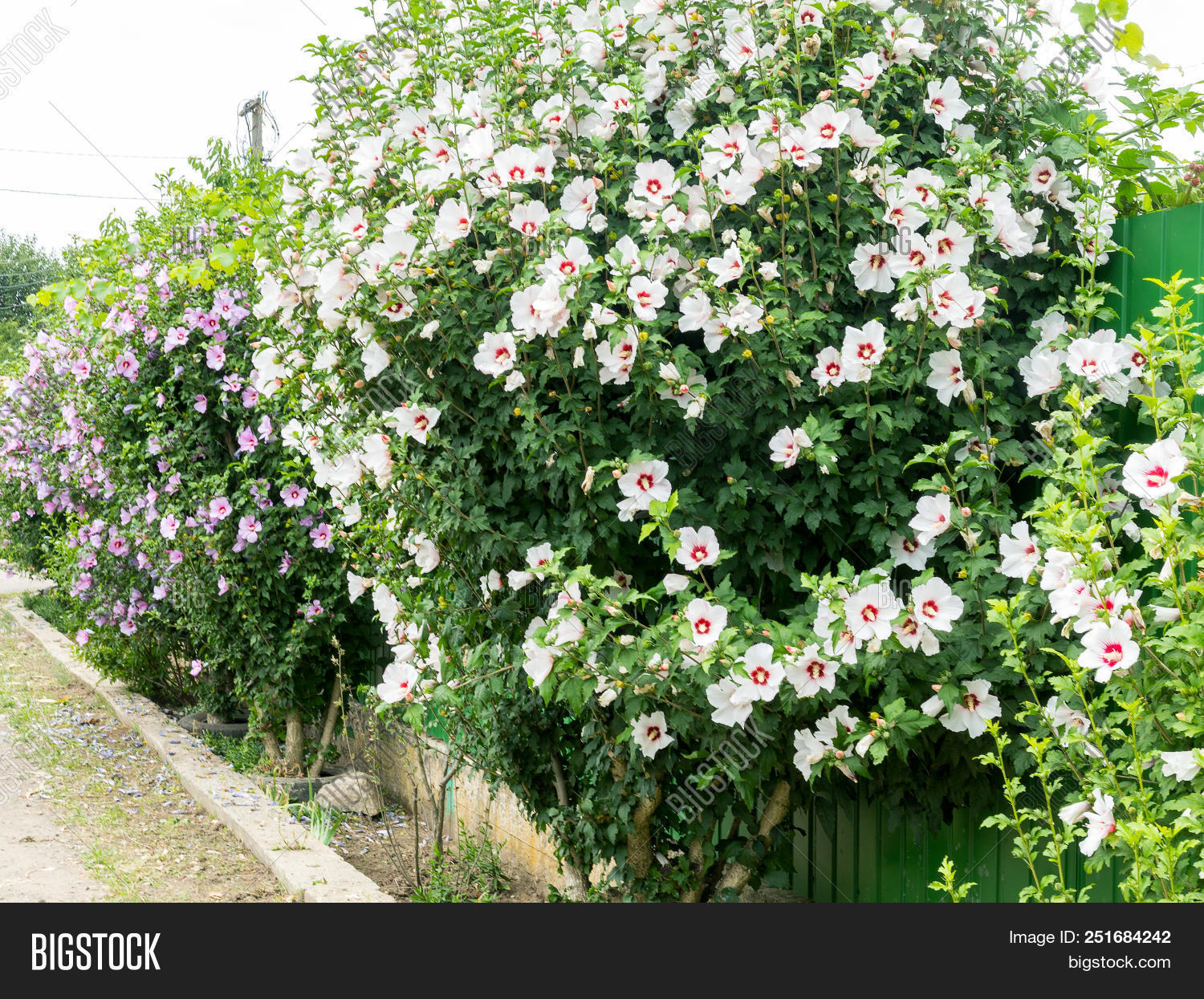 Beautiful Large Althea Image & Photo (Free Trial) Bigstock