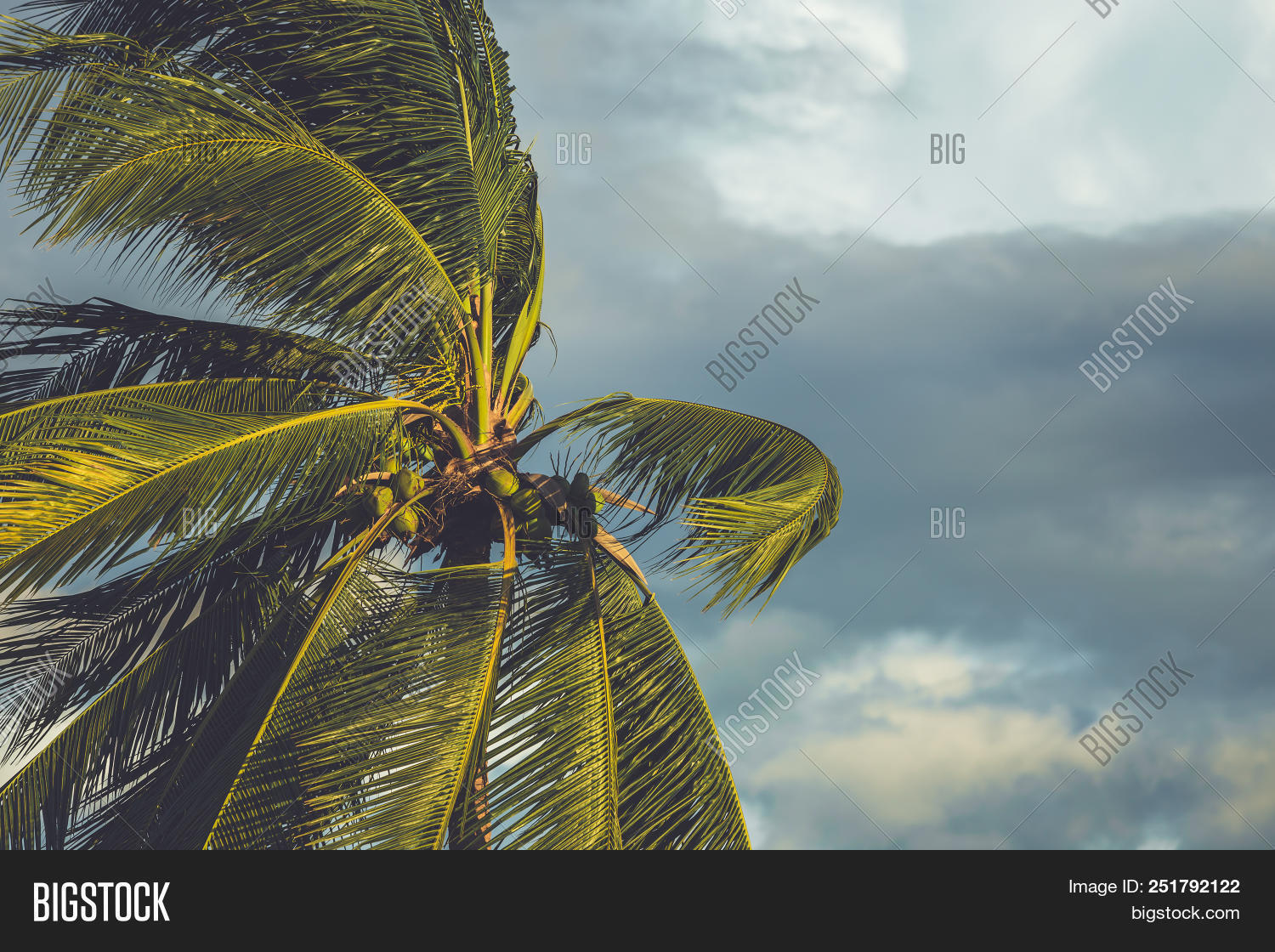 Palm Tree Wind Dark Image & Photo (Free Trial) | Bigstock