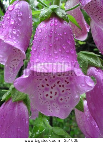Fingerhut Blume