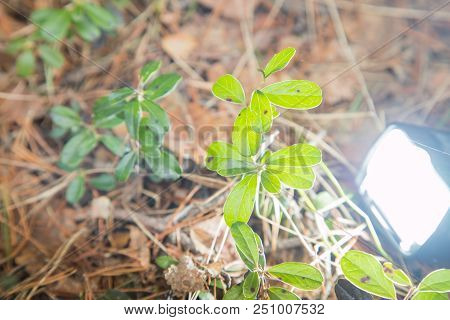 Blueberry Plant In A Forest In An Early Spring