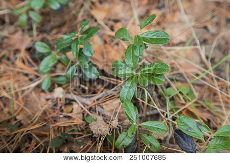 Blueberry Plant In A Forest In An Early Spring