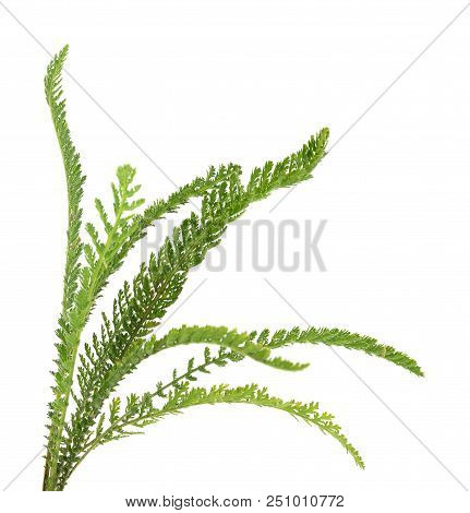 Yarrow (achillea Millefolium) Isolated On White Background.