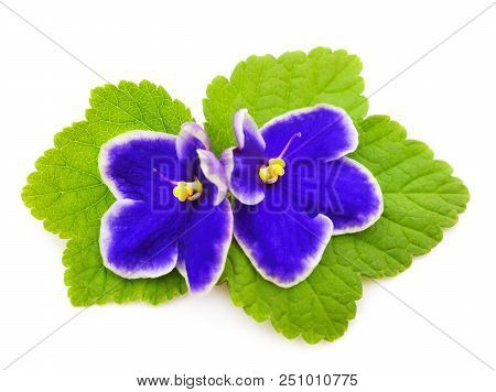 Saintpaulia (african Violets) Isolated On White Background.