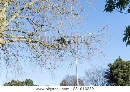 Tauranga, New Zealand - 2 July 2018; Arborist Hanging Horizontal High In Leafless London Plane Tree 