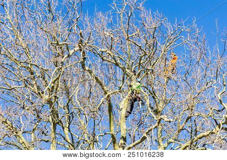 Tauranga, New Zealand - 2 July 2018; Two Tree Doctors In High Vis Vests High In Leafless London Plan