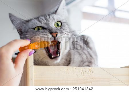 Funny Angry British Cat Playing With Human Hand With Orange Cute Toy.
