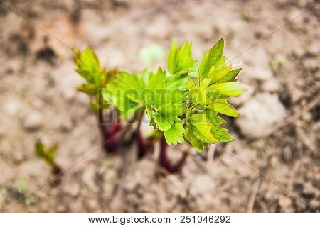 Lovage Leaf. Sea Parsley. Young Spring Shoots Of Lovage. Farm. Spring.