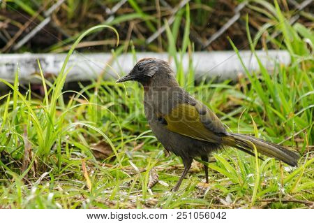 Malayan Laughingthrush Brid In Thailand Walking On The Grass