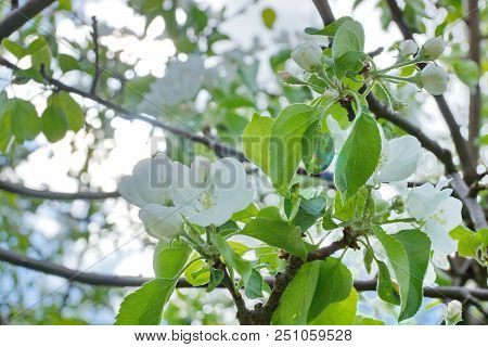 Apple Tree Branches White Flowers Blue Sky Clouds