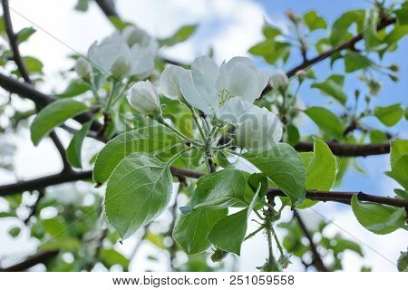 Apple Tree Branches White Flowers Blue Sky Clouds