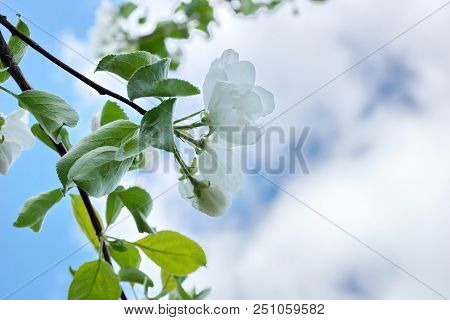 Apple Tree Branches White Flowers Blue Sky Clouds