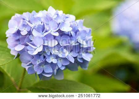 Closeup Of Green Hydrangea (hydrangea Macrophylla) Are Blooming In Spring And Summer At A Town Garde