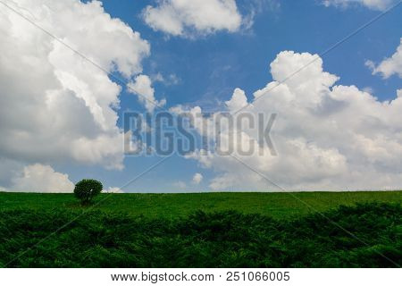 Summer Background. Warm Sunny Weather On A Meadow With A Bush. A Blue Sky With White Clouds. Copy Sp