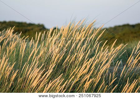 Golden Hour Lit Sand Dune Beach Grass, Formby, Liverpool