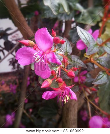 Pink Fuchsia Flower With Exotic Pointy And Tentacle Shaped Stamens And Bright Bulbs With Garden Back