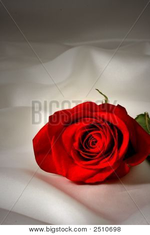 einsam rose