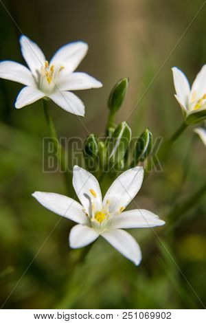 White Flower Macro On A Blurred Green Background