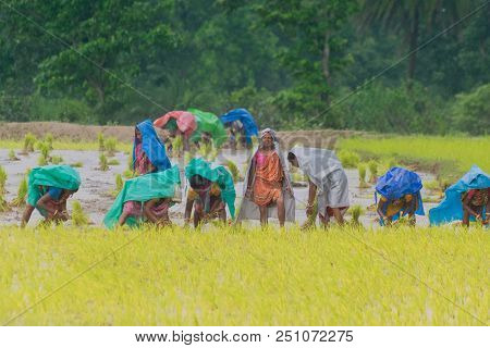 Purulia, West Bengal / India - 14th August 2017 : Indian Rural Women Are Busy Harvesting Paddy (rice