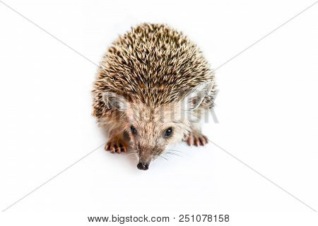 Small, Earshot, Spiny Hedgehog Isolated On White Background