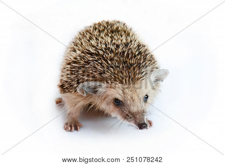 Small, Earshot, Spiny Hedgehog Isolated On White Background