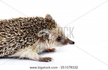 Small, Earshot, Spiny Hedgehog Isolated On White Background