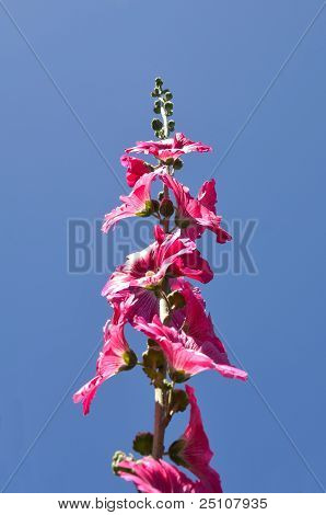 ดอกไม้บ้าน ho - Alcea Rosea บนฟ้า