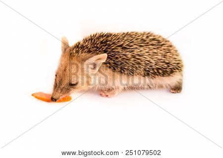 Small, Earshot, Spiny Hedgehog Isolated On White Background