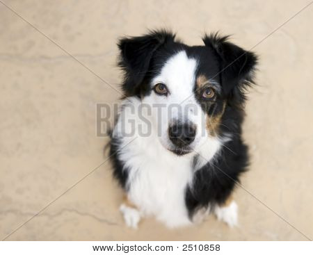 Cane da Pastore australiano cercando