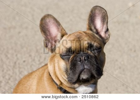Funny Bulldog francese