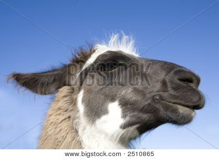 Llama pronto a sputare