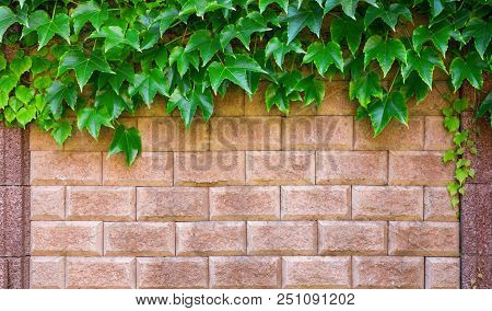 Wine Leaves Draped Over A Bright Mediterran Stone Wall.