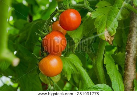 Red And Green Tomatoes Ripen On A Bush In A Greenhouse.