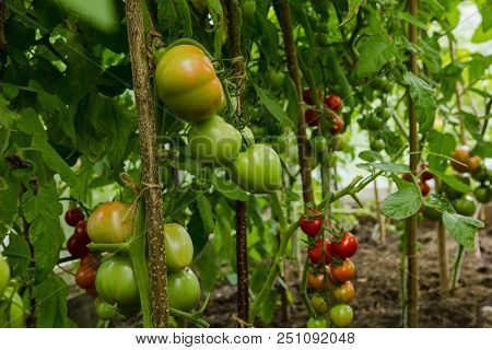 Red And Green Tomatoes Ripen On A Bush In A Greenhouse.