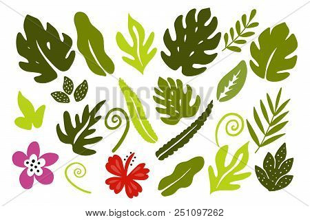 Different Tropical Leaves On White Background. Vector Illustration.
