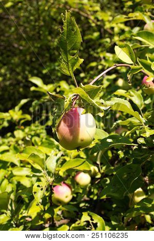 Ripe Apples On Apple Tree, Fruit From The Countryside Of The Biofarm.