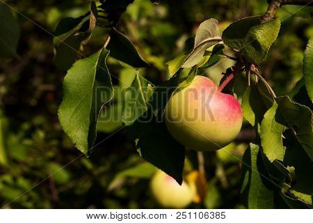 Ripe Apples On Apple Tree, Fruit From The Countryside Of The Biofarm.
