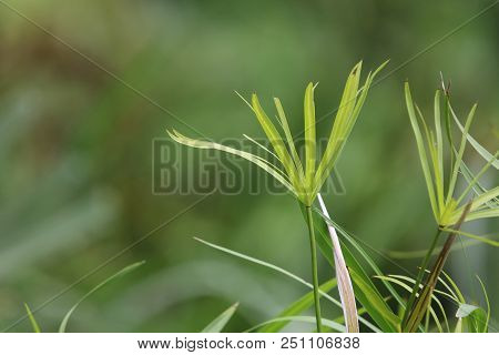 Nut Grass Green Color Organic Herbal Leaves From The Nature And Daylight Background