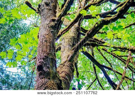 Large Maple Treee With Bright Green Leaves