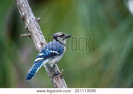 Blue Jay Bird Cyanocitta Cristata Perches On A Branch In Naples, Florida In Summer.