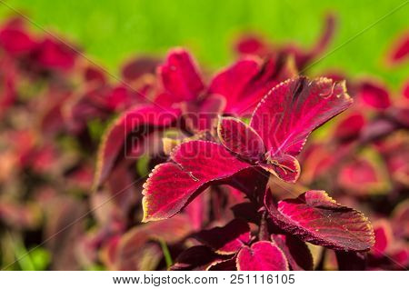 Red And Green Leaves Of The Coleus Plant, Plectranthus Scutellarioides, Close Up.