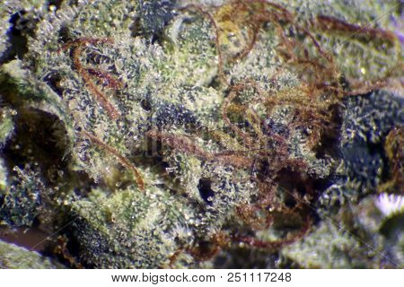 Microscopic view of Dried Cured Marijuana Female Sativa Flower Bud. Dried Green Marijuana Bud showing Pistols, Resin, Leaves viewed under a microscope. Room for text. isolated on white. medical pot 