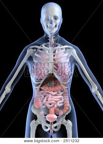 weibliche Anatomie