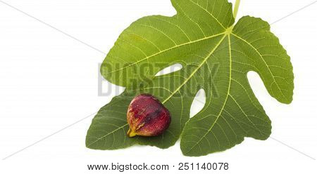 Figs With Leaves On The White Background. Martineca Rimada Fig