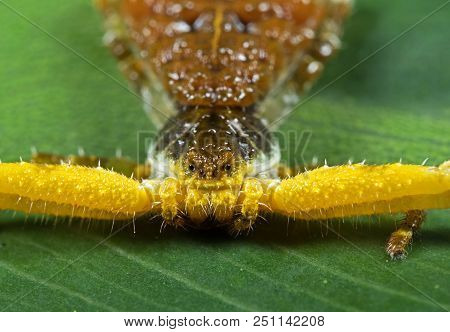 Macro Photography Of Head Of Bizarre Crab Spider On Philodendron Leaf