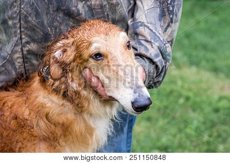 Greyhound Dog On A Leash Near His Master In The Rainy Weather. The Owner Caresses His Dog. Portrait 