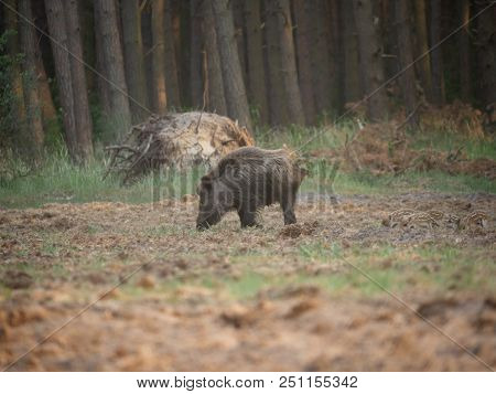 Boar With Weaners On A Forest Background