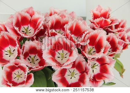 A Bouquet Of Terry White Red Tulips On White Background